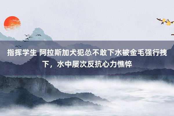 指挥学生 阿拉斯加犬犯怂不敢下水被金毛强行拽下，水中屡次反抗心力憔悴