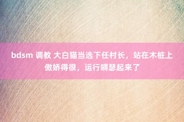 bdsm 调教 大白猫当选下任村长，站在木桩上傲娇得很，运行嘚瑟起来了